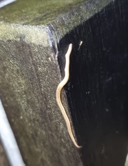 Desmorhynchus ochroleucus