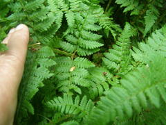 Dryopteris × triploidea