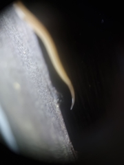 Desmorhynchus ochroleucus