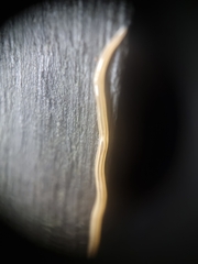 Desmorhynchus ochroleucus