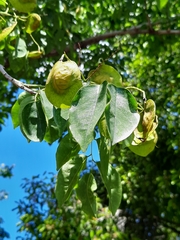 Pterocarpus indicus