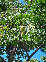 Pterocarpus indicus