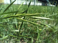 Bromus carinatus