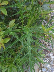 Cirsium tatakaense