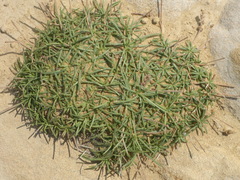 Plantago subulata