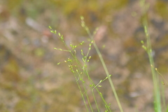 Dichanthelium depauperatum