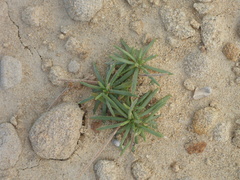 Plantago subulata