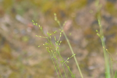 Dichanthelium depauperatum