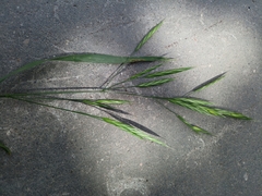 Bromus carinatus