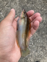 Halichoeres tenuispinis