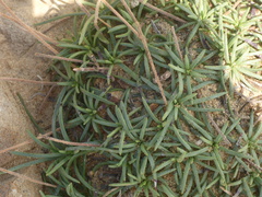 Plantago subulata