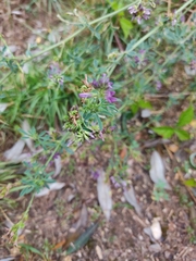 Medicago sativa