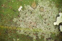 Aderkomyces armatus