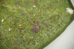 Phycopeltis