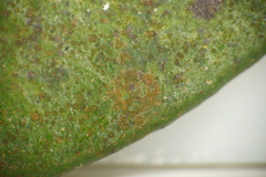Phycopeltis
