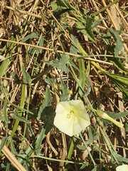 Convolvulus palaestinus
