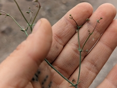 Oxytheca dendroidea dendroidea