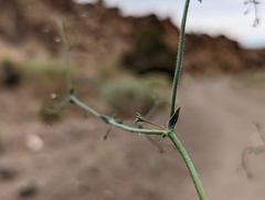 Oxytheca dendroidea dendroidea