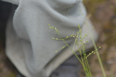 Dichanthelium depauperatum