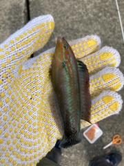 Halichoeres tenuispinis