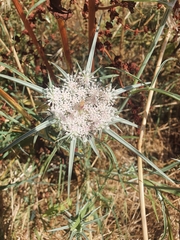Exoacantha heterophylla