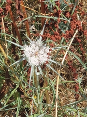 Exoacantha heterophylla