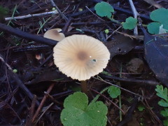 Entoloma aromaticum