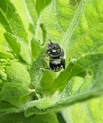 Megachile campanulae