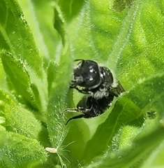 Megachile campanulae