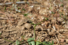 Sidotheca caryophylloides