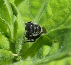 Megachile campanulae