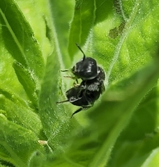 Megachile campanulae