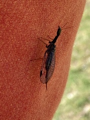 Phaeostigma
