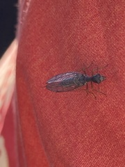 Phaeostigma