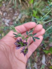Medicago sativa