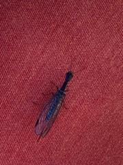 Phaeostigma