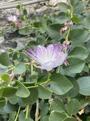 Capparis orientalis