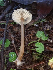 Entoloma aromaticum