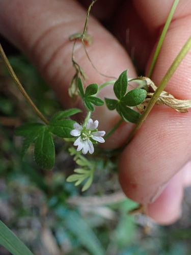 Image of Geranium gardneri by (c) Lisa Bennett, some rights reserved (CC BY)