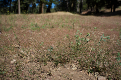 Sidotheca caryophylloides