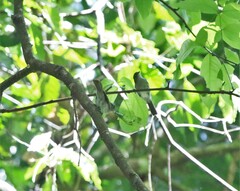 Alcippe brunneicauda