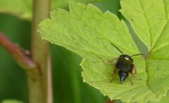 Argogorytes mystaceus