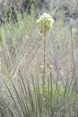 Yucca campestris