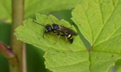 Argogorytes mystaceus