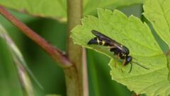 Argogorytes mystaceus