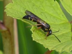 Argogorytes mystaceus