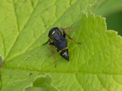 Argogorytes mystaceus