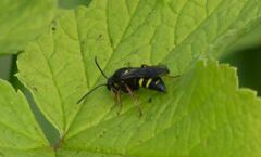 Argogorytes mystaceus