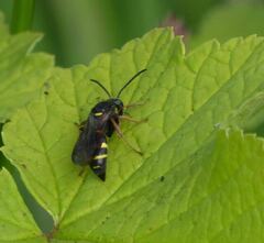 Argogorytes mystaceus