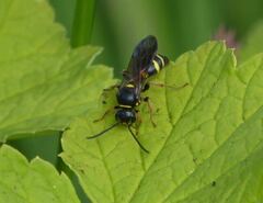 Argogorytes mystaceus